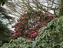 Click image for larger version. 

Name:	Exbury Rhododendrons 5.JPG 
Views:	336 
Size:	521.4 KB 
ID:	18533