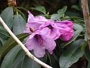 Click image for larger version. 

Name:	Exbury Rhododendrons 6.JPG 
Views:	323 
Size:	392.2 KB 
ID:	18534