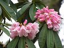 Click image for larger version. 

Name:	Exbury Rhododendrons 7.JPG 
Views:	326 
Size:	423.5 KB 
ID:	18535