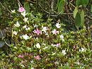 Click image for larger version. 

Name:	Exbury Azalea 2.JPG 
Views:	378 
Size:	559.6 KB 
ID:	18537