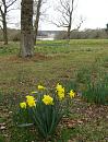 Click image for larger version. 

Name:	Daffodil meadow.JPG 
Views:	343 
Size:	433.7 KB 
ID:	18538
