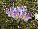 Click image for larger version. 

Name:	Crocus.JPG 
Views:	333 
Size:	461.4 KB 
ID:	18539