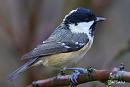 Click image for larger version. 

Name:	Coal-tit.jpg 
Views:	460 
Size:	105.7 KB 
ID:	18548