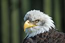 Click image for larger version. 

Name:	Bald Eagle.jpg 
Views:	533 
Size:	428.4 KB 
ID:	18605