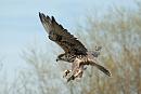 Click image for larger version. 

Name:	Bird of prey.jpg 
Views:	670 
Size:	325.5 KB 
ID:	18607