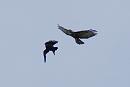 Click image for larger version. 

Name:	Buzzard and crow 1.jpg 
Views:	400 
Size:	432.7 KB 
ID:	18610