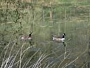 Click image for larger version. 

Name:	Canada Geese.JPG 
Views:	422 
Size:	400.3 KB 
ID:	18614
