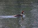 Click image for larger version. 

Name:	Great Crested Grebe.JPG 
Views:	400 
Size:	182.8 KB 
ID:	18615