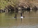 Click image for larger version. 

Name:	Tufted Ducks 1.JPG 
Views:	390 
Size:	358.8 KB 
ID:	18616