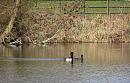 Click image for larger version. 

Name:	Tufted Ducks 2.JPG 
Views:	408 
Size:	328.2 KB 
ID:	18617