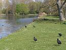 Click image for larger version. 

Name:	Coots beside the lake.JPG 
Views:	372 
Size:	482.0 KB 
ID:	18618
