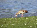 Click image for larger version. 

Name:	Egyptian Goose 1.JPG 
Views:	436 
Size:	395.9 KB 
ID:	18619