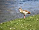Click image for larger version. 

Name:	Egyptian Goose 2.JPG 
Views:	424 
Size:	387.3 KB 
ID:	18620