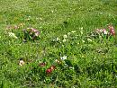 Click image for larger version. 

Name:	Primroses.JPG 
Views:	421 
Size:	578.8 KB 
ID:	18628