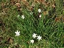 Click image for larger version. 

Name:	Wood Anemones.JPG 
Views:	380 
Size:	556.2 KB 
ID:	18630