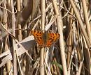 Click image for larger version. 

Name:	Comma Butterfly.JPG 
Views:	394 
Size:	324.9 KB 
ID:	18631