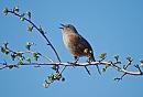 Click image for larger version. 

Name:	Dunnock_P4014690.jpg 
Views:	224 
Size:	191.9 KB 
ID:	18665