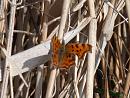 Click image for larger version. 

Name:	Comma butterfly.jpg 
Views:	226 
Size:	310.5 KB 
ID:	18668