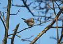 Click image for larger version. 

Name:	chiffchaff_P4014609.jpg 
Views:	213 
Size:	200.4 KB 
ID:	18669