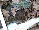 Click image for larger version. 

Name:	Hedgehog in box - 24th June, 2012 ver. 2.jpg 
Views:	356 
Size:	415.4 KB 
ID:	18783