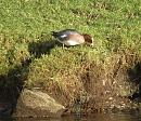 Click image for larger version. 

Name:	Wigeon on the grass.jpg 
Views:	364 
Size:	178.5 KB 
ID:	18788