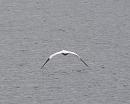 Click image for larger version. 

Name:	Gannet, seen from PS Waverley.JPG 
Views:	125 
Size:	270.2 KB 
ID:	18792