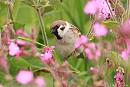 Click image for larger version. 

Name:	Tree sparrow (3).jpg 
Views:	205 
Size:	159.5 KB 
ID:	18809