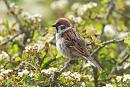Click image for larger version. 

Name:	Tree sparrow (2).jpg 
Views:	235 
Size:	185.5 KB 
ID:	18810