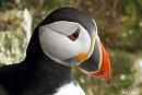 Click image for larger version. 

Name:	Puffin 5.jpg 
Views:	218 
Size:	193.3 KB 
ID:	18811