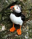 Click image for larger version. 

Name:	Puffin 4.jpg 
Views:	215 
Size:	399.7 KB 
ID:	18812