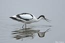 Click image for larger version. 

Name:	Avocet with shrimp.jpg 
Views:	236 
Size:	203.7 KB 
ID:	18819