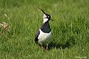 Click image for larger version. 

Name:	Lapwing 1.jpg 
Views:	280 
Size:	117.6 KB 
ID:	18825