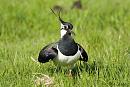 Click image for larger version. 

Name:	Lapwing 2.jpg 
Views:	238 
Size:	190.1 KB 
ID:	18826