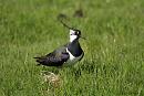 Click image for larger version. 

Name:	Lapwing 3.jpg 
Views:	271 
Size:	190.6 KB 
ID:	18827