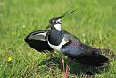 Click image for larger version. 

Name:	Lapwing 4.jpg 
Views:	253 
Size:	185.4 KB 
ID:	18828