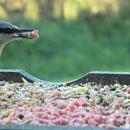 Click image for larger version. 

Name:	birds_feeding1.jpg 
Views:	182 
Size:	10.3 KB 
ID:	18846