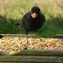 Click image for larger version. 

Name:	birds_feeding2.jpg 
Views:	211 
Size:	11.7 KB 
ID:	18847