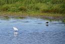 Click image for larger version. 

Name:	Little Egret and friend.JPG 
Views:	371 
Size:	298.3 KB 
ID:	18861