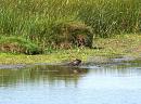 Click image for larger version. 

Name:	Young Moorhen perhaps....JPG 
Views:	350 
Size:	345.8 KB 
ID:	18863