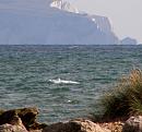 Click image for larger version. 

Name:	Dolphin at Mudeford 2.jpg 
Views:	1474 
Size:	199.8 KB 
ID:	18987