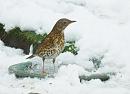 Click image for larger version. 

Name:	Song Thrush 1.JPG 
Views:	183 
Size:	209.7 KB 
ID:	19012