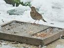 Click image for larger version. 

Name:	Song Thrush 2.JPG 
Views:	191 
Size:	348.8 KB 
ID:	19013