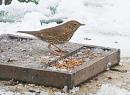 Click image for larger version. 

Name:	Song Thrush 3.JPG 
Views:	184 
Size:	283.5 KB 
ID:	19014