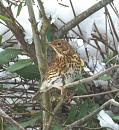 Click image for larger version. 

Name:	Song Thrush 4.JPG 
Views:	188 
Size:	281.4 KB 
ID:	19015