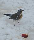 Click image for larger version. 

Name:	Fieldfare.JPG 
Views:	205 
Size:	174.8 KB 
ID:	19017