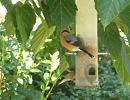 Click image for larger version. 

Name:	Hungry Bullfinches.JPG 
Views:	359 
Size:	310.0 KB 
ID:	19190