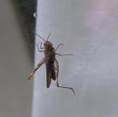 Click image for larger version. 

Name:	5 Grasshopper.jpg 
Views:	192 
Size:	196.3 KB 
ID:	19236