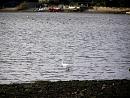 Click image for larger version. 

Name:	Little Egret and Brent Geese.JPG 
Views:	360 
Size:	325.1 KB 
ID:	19250