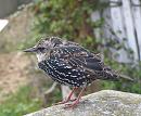 Click image for larger version. 

Name:	Starling 4 - juv..JPG 
Views:	355 
Size:	304.6 KB 
ID:	19255