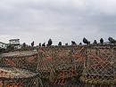 Click image for larger version. 

Name:	Starlings - The Mudeford Mob.JPG 
Views:	367 
Size:	360.0 KB 
ID:	19257